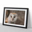 Barn Owl Vol.1 - Framed Print-62747782-62747785