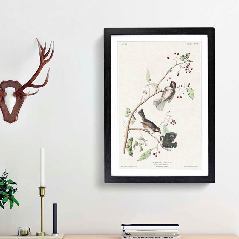 Canadian Titmouse Birds by John Audubon - Picture Frame Painting Print, Black Framed, 65cm H x 48cm W x 2cm D