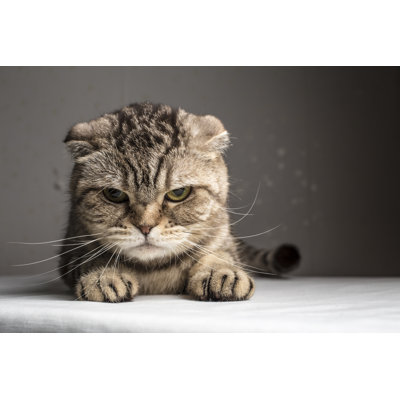 " Funny Evil Gray Striped Cat "
