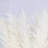 40'' Pampas Grass Grass