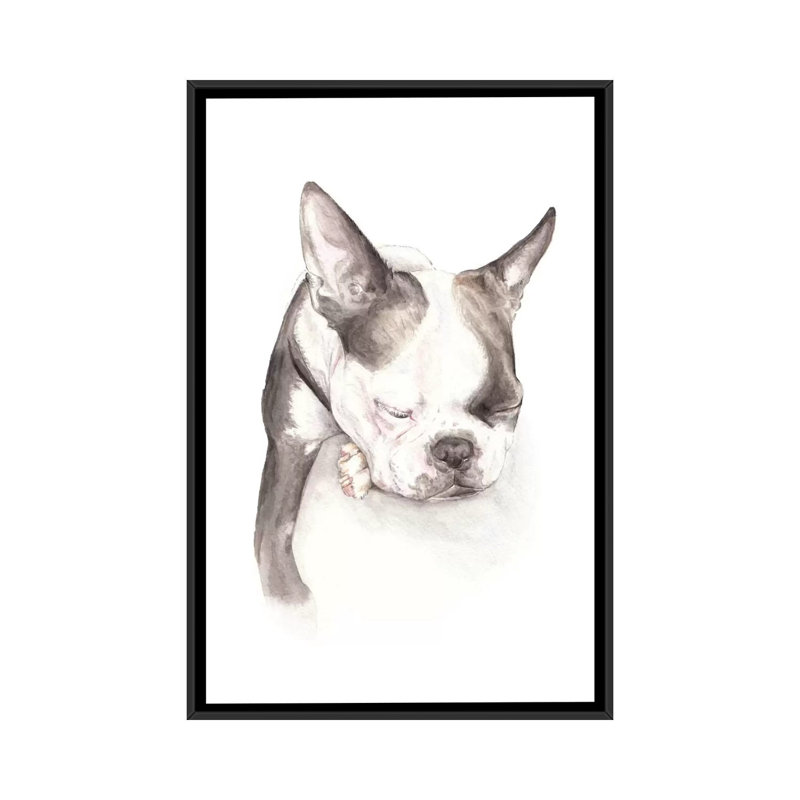 " Boston Terrier Sleeping " by Wandering Laur, 26" H x 18" W x 1.5" D, Black Framed Canvas