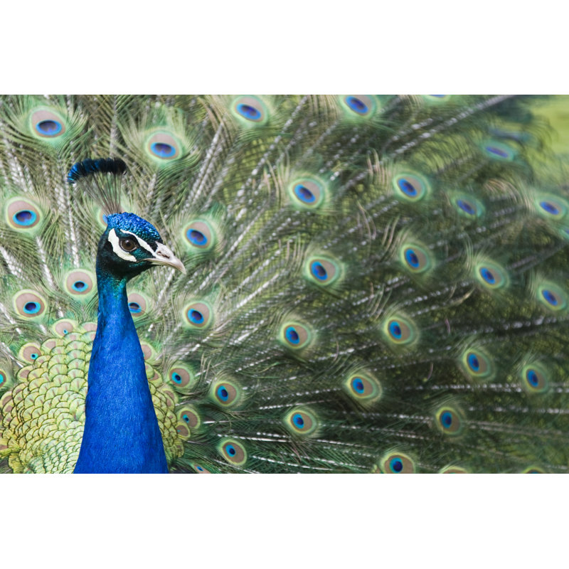 A Stunning Peacock by Markgoddard - Wrapped Canvas Print, 61cm H x 91cm W x 3.8cm D