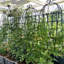 4 treillis de jardin en métal antirouille de 71 po x 19,7 po, support de fleurs extérieur, noir, facile à assembler, paquet de 4 treillis en tube galvanisé robuste de 19,7 po, cadre de plante, installation,
