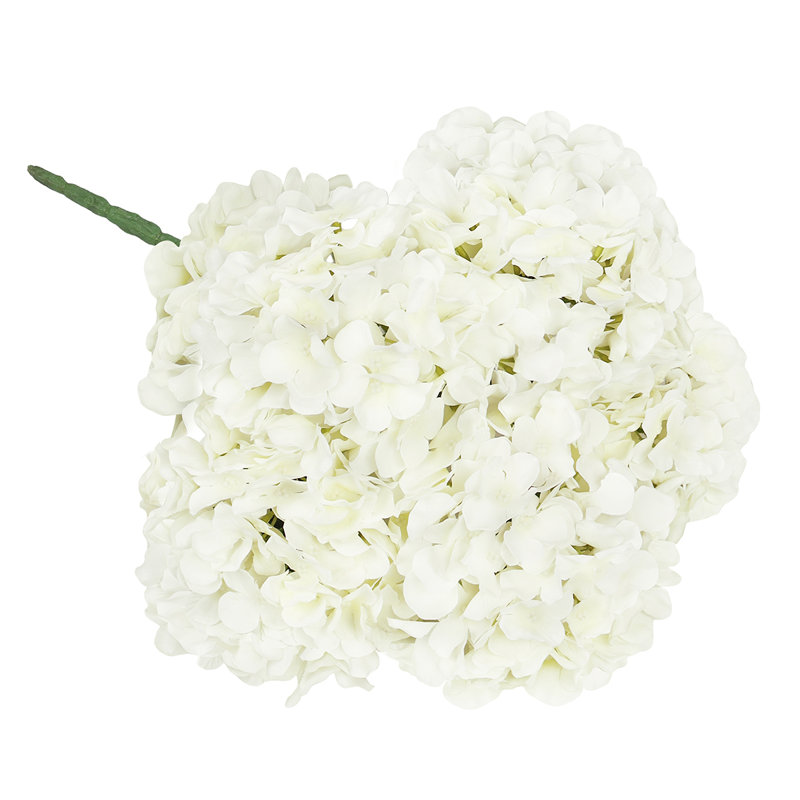 Hortensia de luxe, Blanc, crème