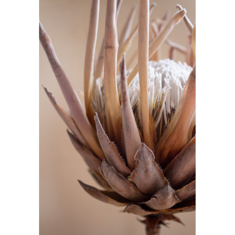 Protea fleur - photographie sur toile, H 36 po x l 24 po