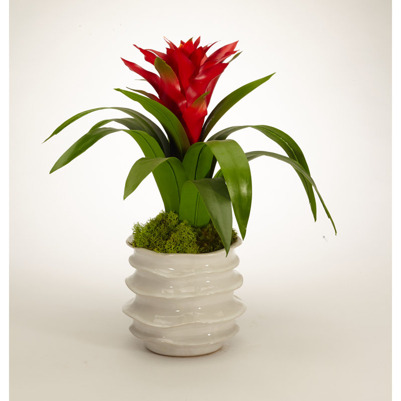Arrangement floral de broméliacées en pot, Rouge