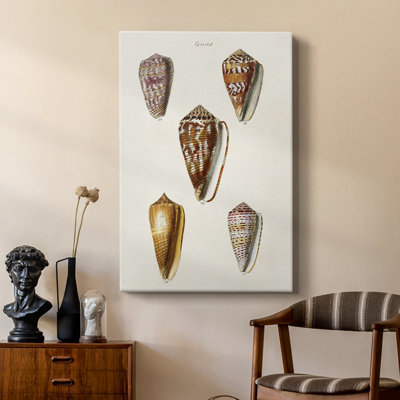 Cone Shell Collection VI -Custom Wrapped Gallery Cavas