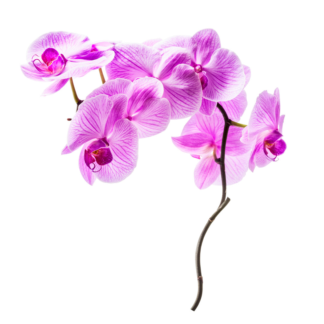 Orchid Flowers von Firina - Kunstdrucke auf Leinwand