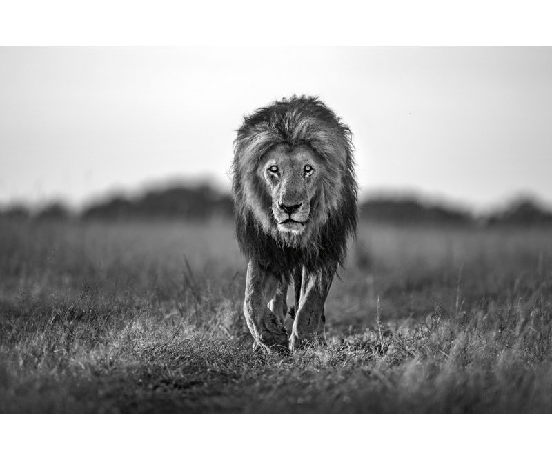 Wrapped Canvas Print, 60.96 cm H x 91.44 cm W