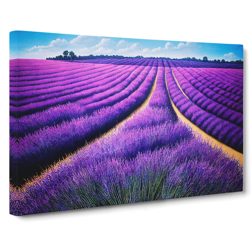 Gorgeous Lavender Flower Field - Wrapped Canvas Print, 35cm H x 50cm W x 3cm D