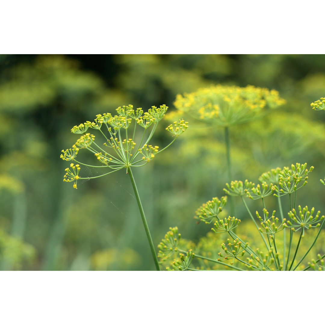 Fenchel von Pobytov - Kunstdrucke auf Leinwand ohne Rahmen