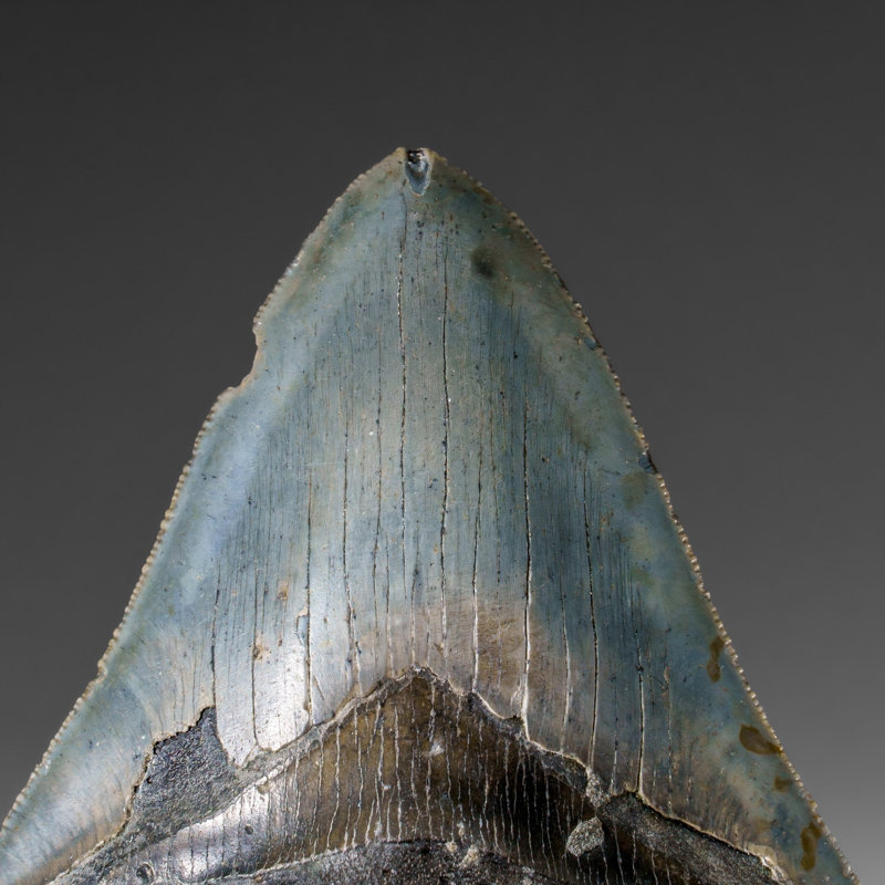 Genuine Megalodon Shark Tooth In Display Box (286 Grams)