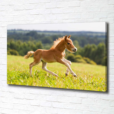 Foal In Gallop - Wrapped Canvas Print