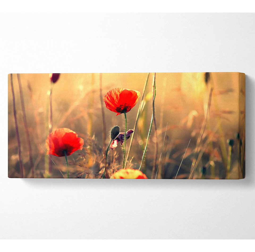 Roter Mohn Sonnenstrahlen - Druck