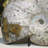 Iridescent Ammonite Fossil-591592083