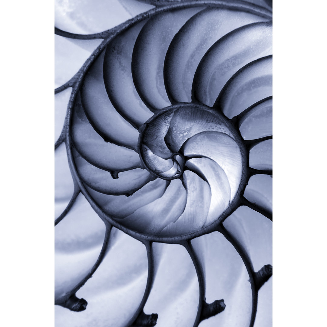 Closeup Of A Nautilus Seashell von Skodonnell - Leinwanddrucke