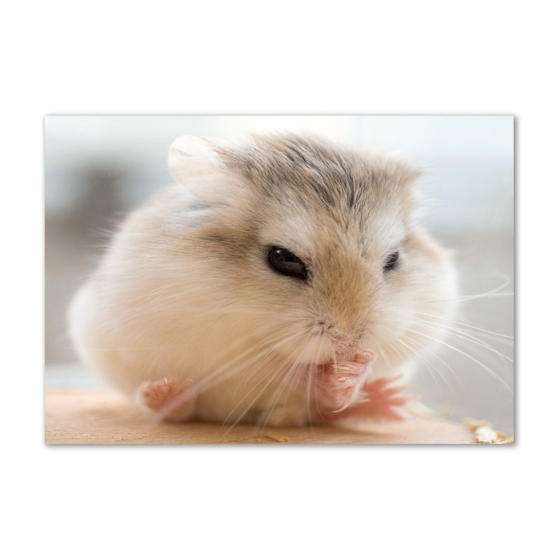 Hamster - Wrapped Canvas Print