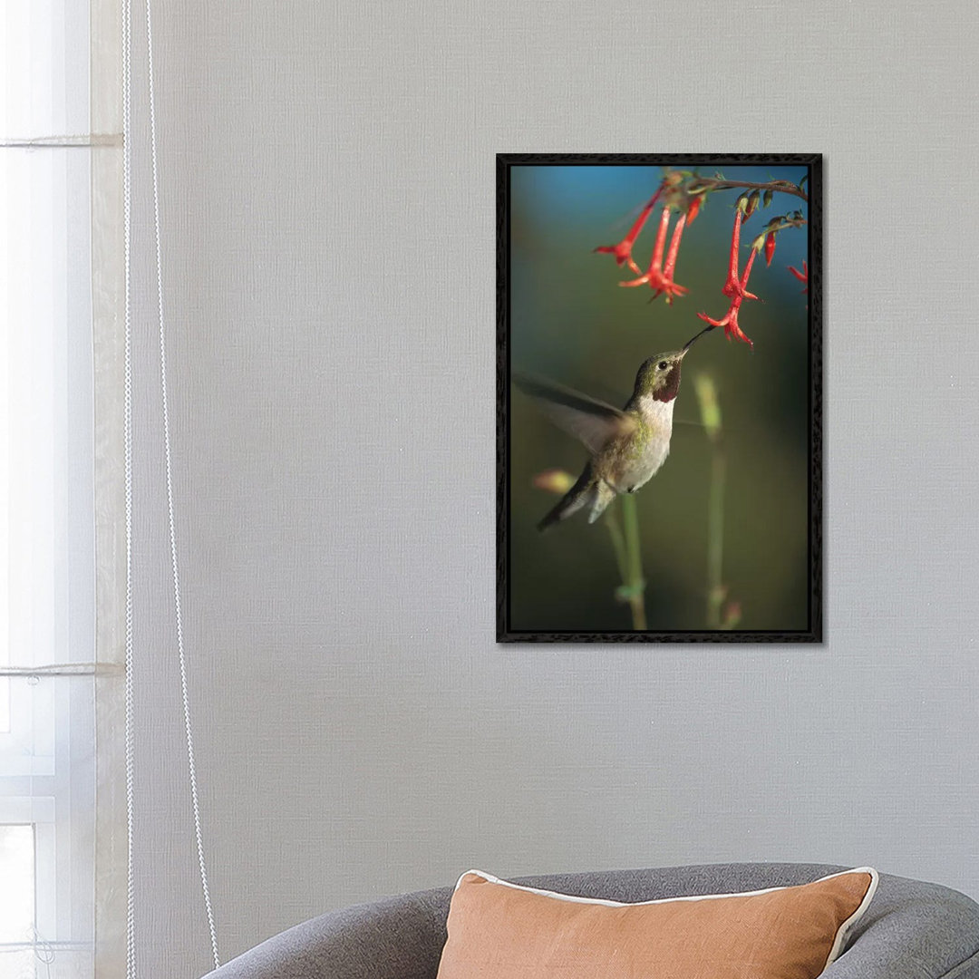 Broad-Tailed Hummingbird Feeding On Scarlet Gilia Flowers, New Mexico von Tim Fitzharris - Gallery-Wrapped Canvas Giclée...