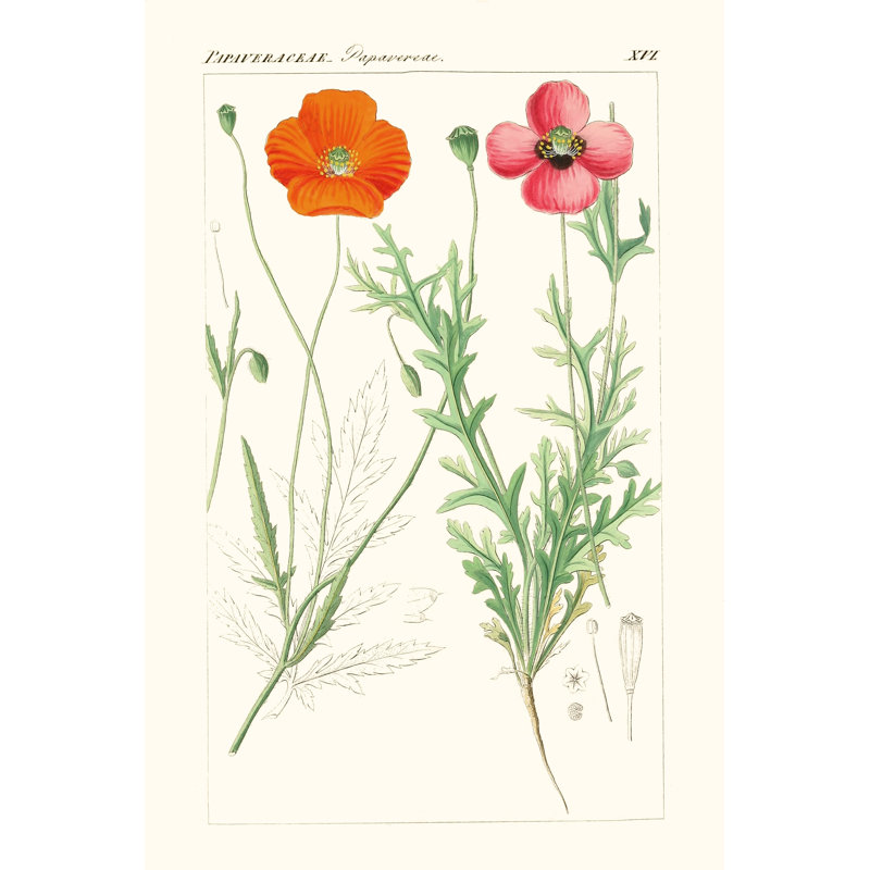 Bright Botanicals IX - Wrapped Canvas Painting, 46cm H x 30cm W
