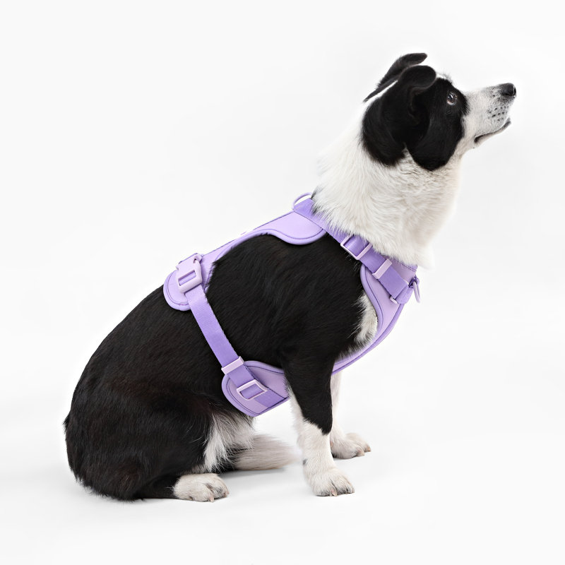 Harnais pour animal de compagnie Arlo, Mauve, Grand