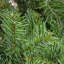 Arbre de Noël mince de 7,5 pi