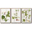 «Passion Flower Trio I», ensemble de 3 toiles encadrées-97709345-97709352