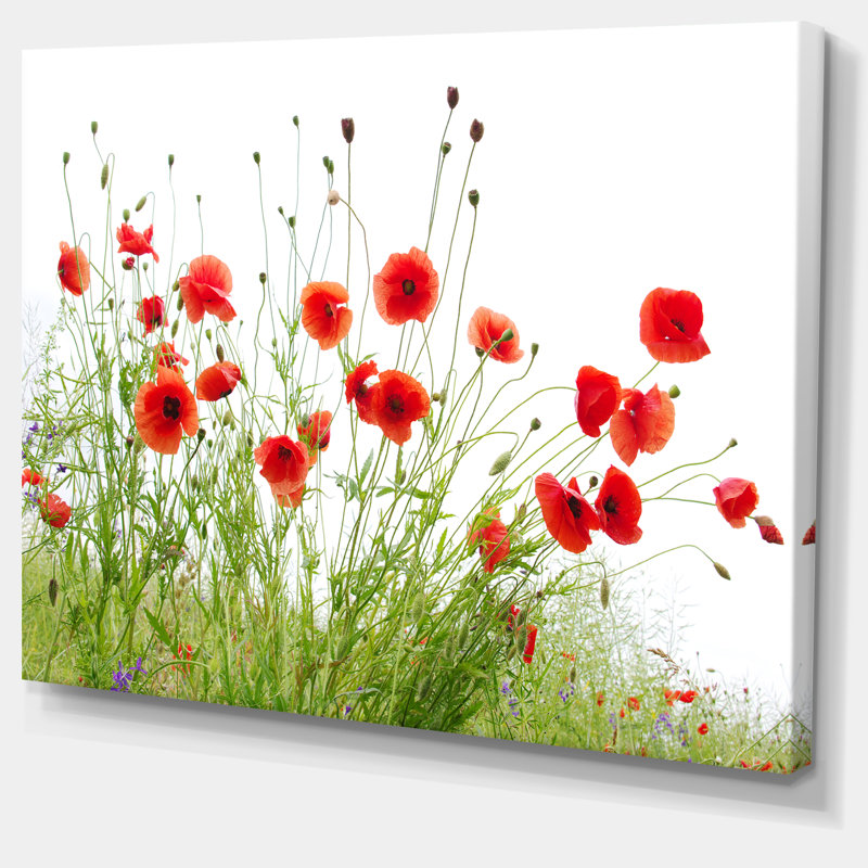 Poppies on White Background' Photographic Print, 30" H x 40" W, Wrapped Canvas