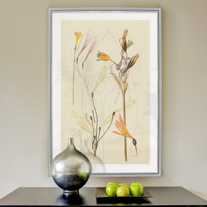 « antique botanique esquissé vi »-impression sur toile, H 26,5 po x l 36,5 po x P 1,5 po, Cadre argenté