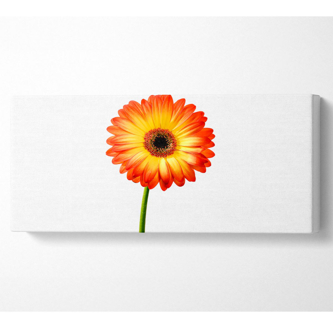 Orange Gerbera auf weißer Panoramaleinwand