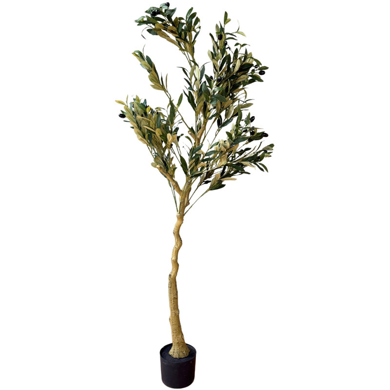 Andaiye 150cm Plant in Pot