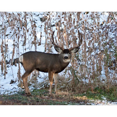 " Mule Deer Buck "