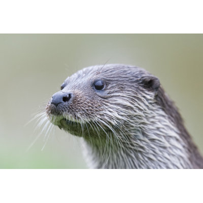 Loutre par Edevansuk - Photographie sur toile tendue