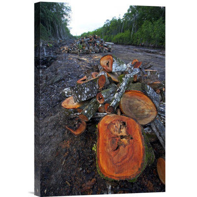 " Red Mangrove Old Growth Stands Clear Cut For Tourist Housing, Hopkins, Belize "