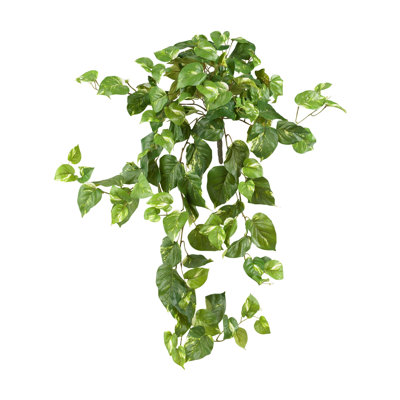 Pothos Hanging Bush