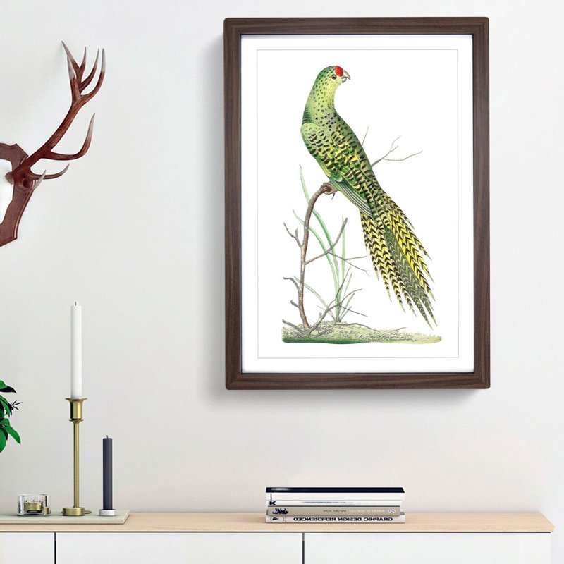 Ground Parrot by George Shaw - Framed Print, 48cm H x 36cm W x 2cm D, Walnut Framed