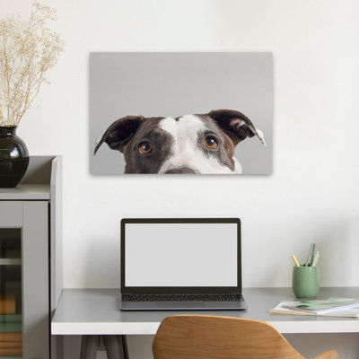 Rubis - photographie, animaux, chiens