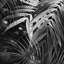 Monochromes de feuilles tropicales - reproduction botanique encadrée grise