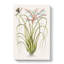 Locust upon Wild Pine by Mark Catesby - Wrapped Canvas Art - Wrapped Canvas-55365191