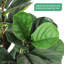 Artificial Fiddle Leaf Fig Tree in Planter-111491313
