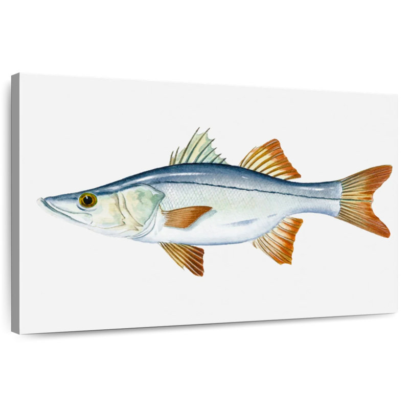 Brampt Snook, 24" H x 36" W