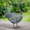 Animals Weather Resistant Metal Garden Statue