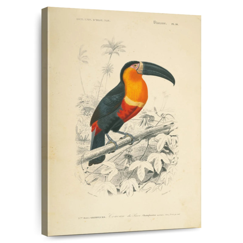 Brampt Toucan Du Para, 30" H x 20" W