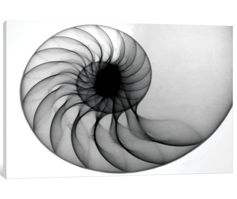 Nautilus par Hong Pham - Gallery - Estampe numérique sur toile tendue, H 8 po x l 12 po x P 0,75 po, Toile tendue