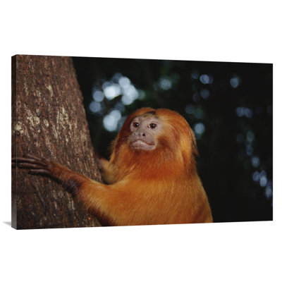 " Golden Lion Tamarin, Poco Das Antas Reserve, Atlantic Forest, Brazil "
