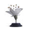 Plant Model