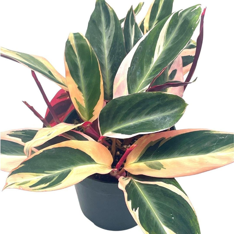 Triostar Stromanthe 6 Inch