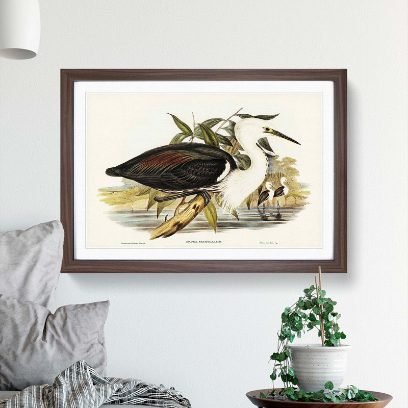 Pacific Herons by Elizabeth Gould - Framed Print, 27cm H x 36cm W x 2cm D, Walnut Framed