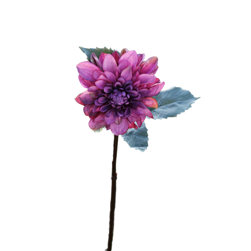 Dahlia, Mauve