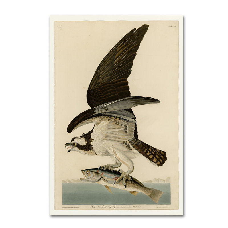 « fish hawk ou osprey plate 81 », reproduction sur toile tendue, H 32 po x l 22 po