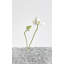 White Light #003 Print by Keiichiro Muramatsu